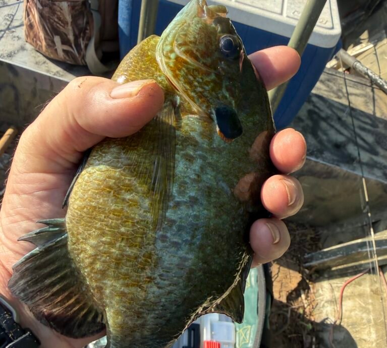 The Pan Fish Most People Miss Red Eared Sunfish AKA Shellcrackers or Chinquapins